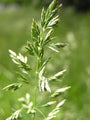 Verticutting away POA (Annual Meadow Grass)