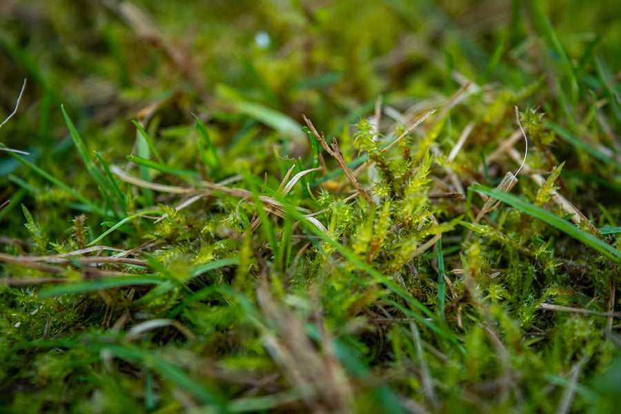 How to Get Rid of Moss in Your Lawn, Forever